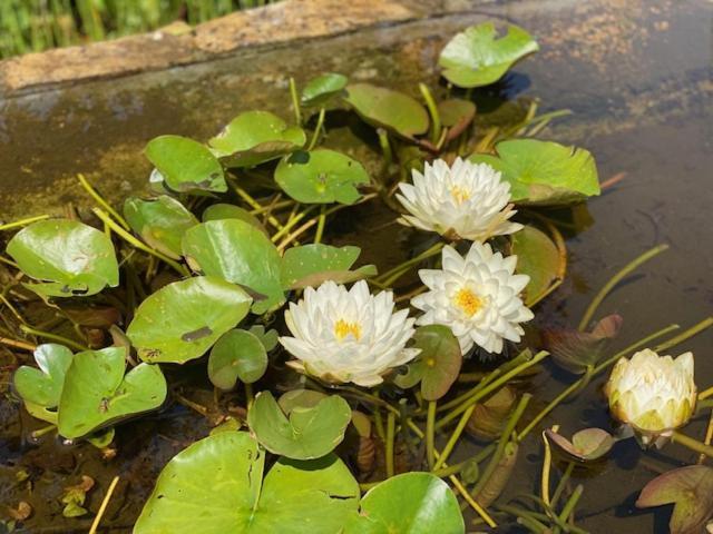 Bed and Breakfast Zen Retreat Met Jacuzzi Grez-Doiceau Esterno foto